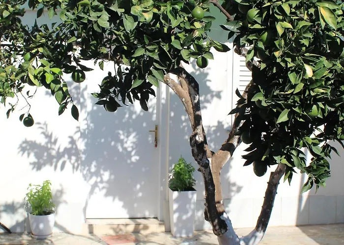 Orange Grove Retreat ティラナ